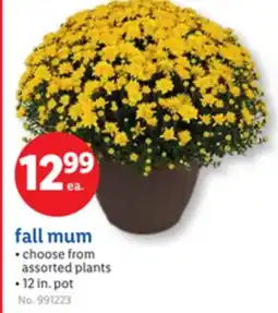 Lidl fall mum offer