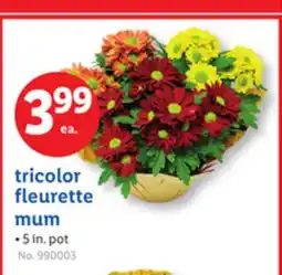 Lidl tricolor fleurette mum offer