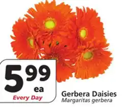 Vons Gerbera Daisies offer