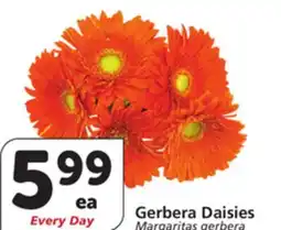 Albertsons Gerbera Daisies offer