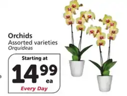 Albertsons Orchids offer