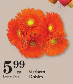 Pavilions Gerbera Daisies offer