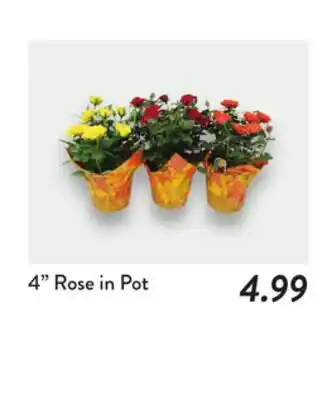 Fresh Thyme 4 Rose in Pot offer