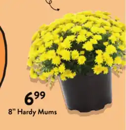 Fresh Thyme 8 Hardy Mums offer