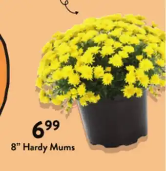 Fresh Thyme 8 Hardy Mums offer