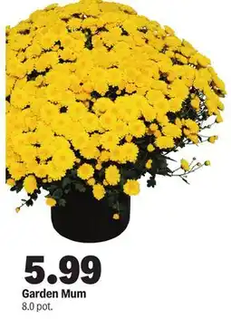 Meijer Garden Mum offer