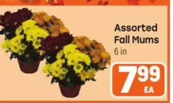 Tony’s Fresh Market Assorted Fall Mums offer