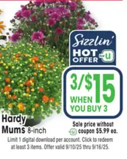 Jewel-Osco Hardy Mums offer