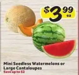 Winn Dixie Mini Seedless Watermelons or Large Cantaloupes offer