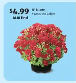 Aldi 8 Mums offer