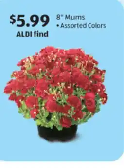 Aldi 8 Mums offer