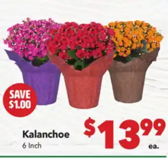 Vallarta Supermarkets Kalanchoe offer