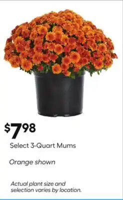 Lowe's Select 3-Quart Mums offer