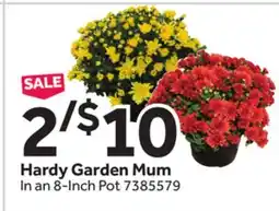 Stop&Shop Hardy Garden Mum offer