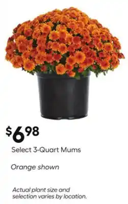 Lowe's Select 3-Quart Mums offer