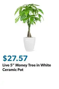 Sam's Club Live 5 Money Tree in White Ceramic Pot offer