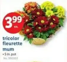 Lidl Tricolor fleurette mum offer