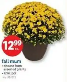 Lidl Fall mum offer
