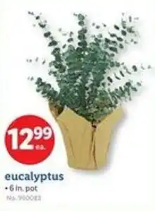 Lidl Eucalyptus offer