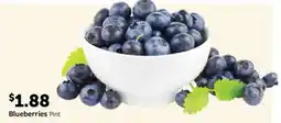 Fareway Blueberries Pint offer