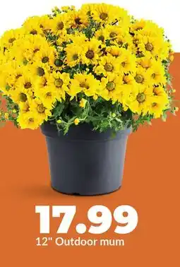 Hy-Vee 12 Outdoor mum offer