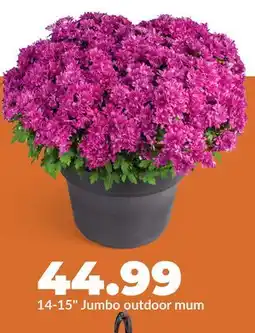 Hy-Vee 14-15 Jumbo outdoor mum offer