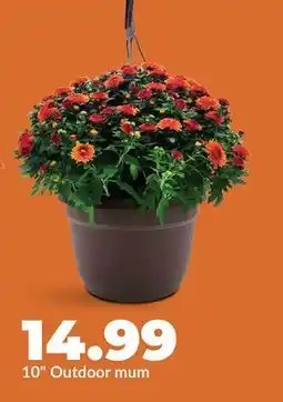 Hy-Vee 10 Outdoor mum offer