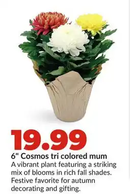 Hy-Vee 6 Cosmos tri colored mum offer