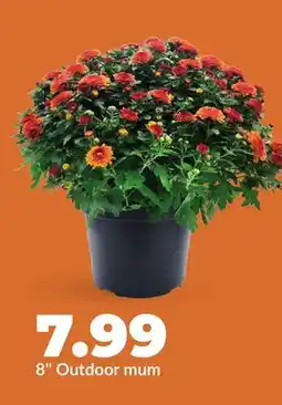 Hy-Vee 8 Outdoor mum offer