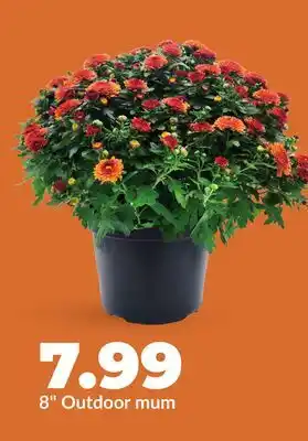 Hy-Vee 8 Outdoor mum offer