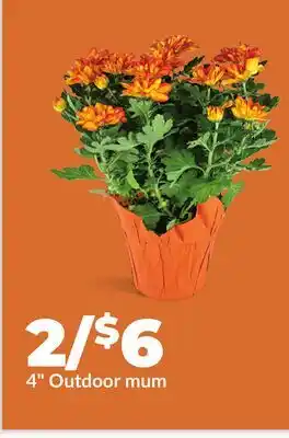 Hy-Vee 4 Outdoor mum offer