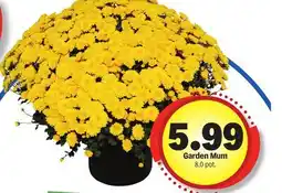 Meijer Garden Mum offer