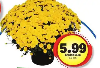 Meijer Garden Mum offer