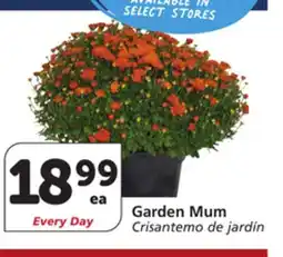 Albertsons Garden Mum offer