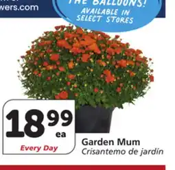 Vons Garden Mum offer