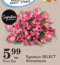 Pavilions Signature SELECT Alstroemeria offer