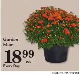 Pavilions Garden Mum offer