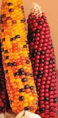 Fresh Thyme Decorative Corn offer