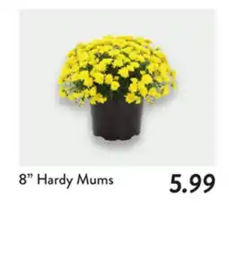 Fresh Thyme 8 Hardy Mums offer