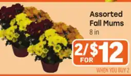 Tony’s Fresh Market Assorted Fall Mums offer