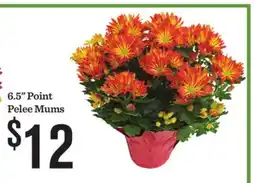 Mariano's 6.5 Point Pelee Mums offer
