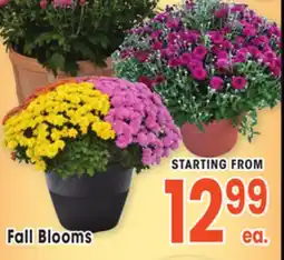 Jewel-Osco Fall Blooms offer