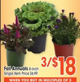 Jewel-Osco Fall Annuals offer