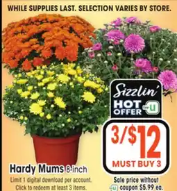 Jewel-Osco Hardy Mums offer