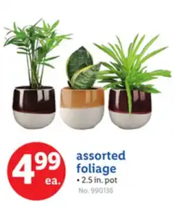 Lidl assorted foliage offer