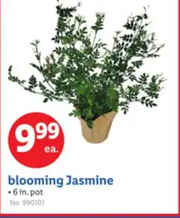 Lidl blooming Jasmine offer