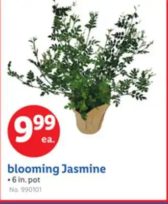 Lidl blooming Jasmine offer