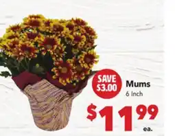 Vallarta Supermarkets Mums offer