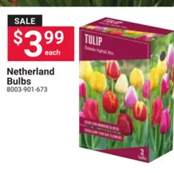 Ace Hardware Netherland Bulbs offer