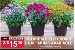 Ace Hardware PREMIUM FIELD GROWN 2 GAL. MUMS AVAILABLE offer
